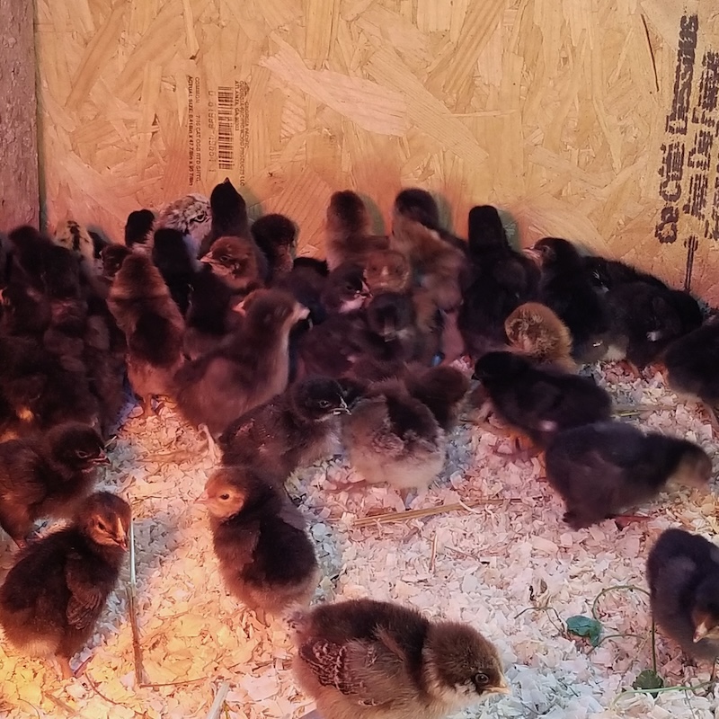 where to buy large organic grass fed eggs - order online for best prices per dozen - local humane farm brand has halal cage free range eggs for sale