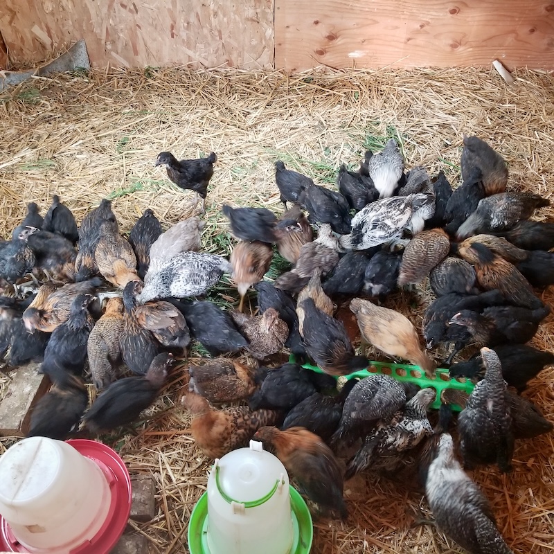local humane farm brand has halal cage free range eggs for sale - order online for best prices per dozen - where to buy large organic grass fed eggs
