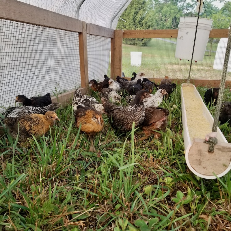 local humane farm brand has halal cage free range eggs for sale - order online for best prices per dozen - where to buy large organic grass fed eggs