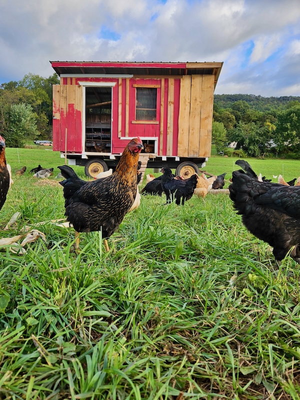 local humane farm brand has halal cage free range eggs for sale - where to buy large organic grass fed eggs - order online for best prices per dozen