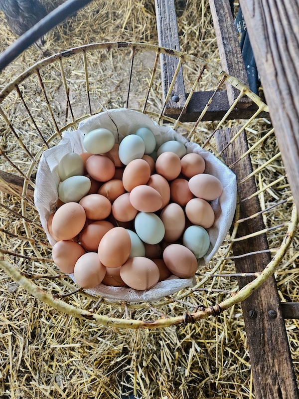 order online for best prices per dozen - local humane farm brand has halal cage free range eggs for sale - where to buy large organic grass fed eggs