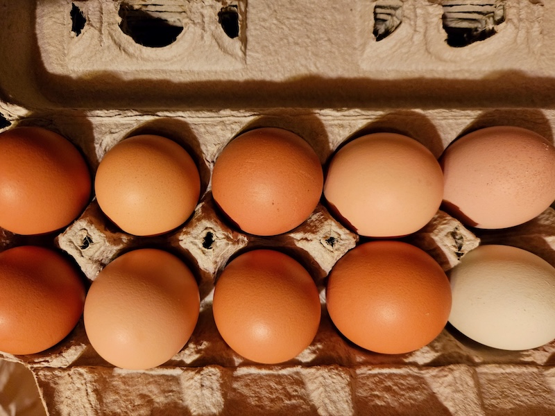 where to buy large organic grass fed eggs - local humane farm brand has halal cage free range eggs for sale - order online for best prices per dozen