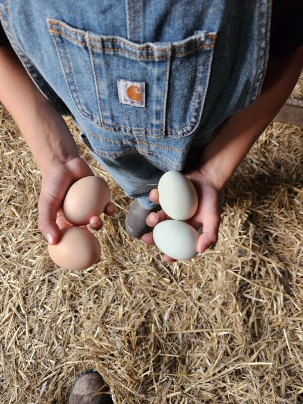 order online for best prices per dozen - where to buy large organic grass fed eggs - local humane farm brand has halal cage free range eggs for sale
