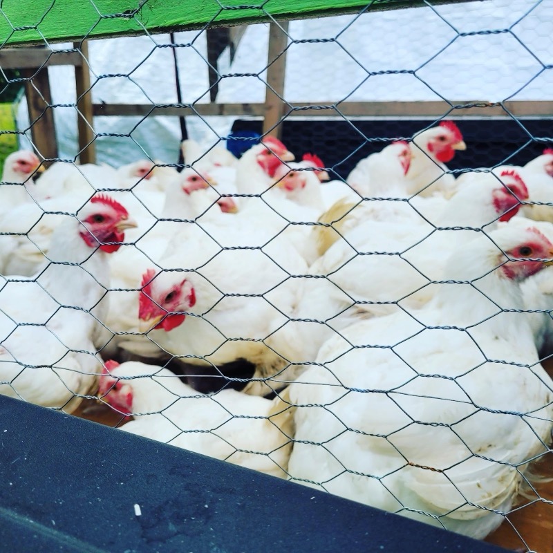Order online organic heirloom halal whole chicken from local grass fed- cage free range farm - where to buy best quality cheapest prices per pound near me