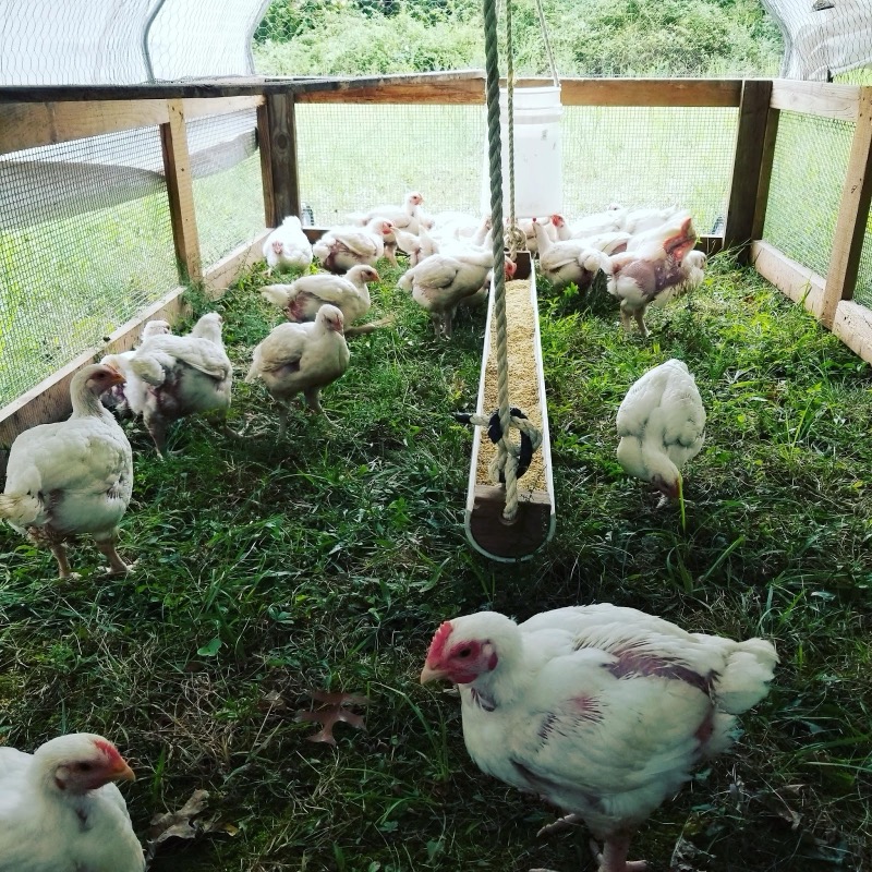 where to buy online heirloom halal whole chicken from local humane grass fed- cage free range best quality cheapest prices per pound near me - chicken breast, wings, legs, thighs, drumsticks, liver, heart, & feet